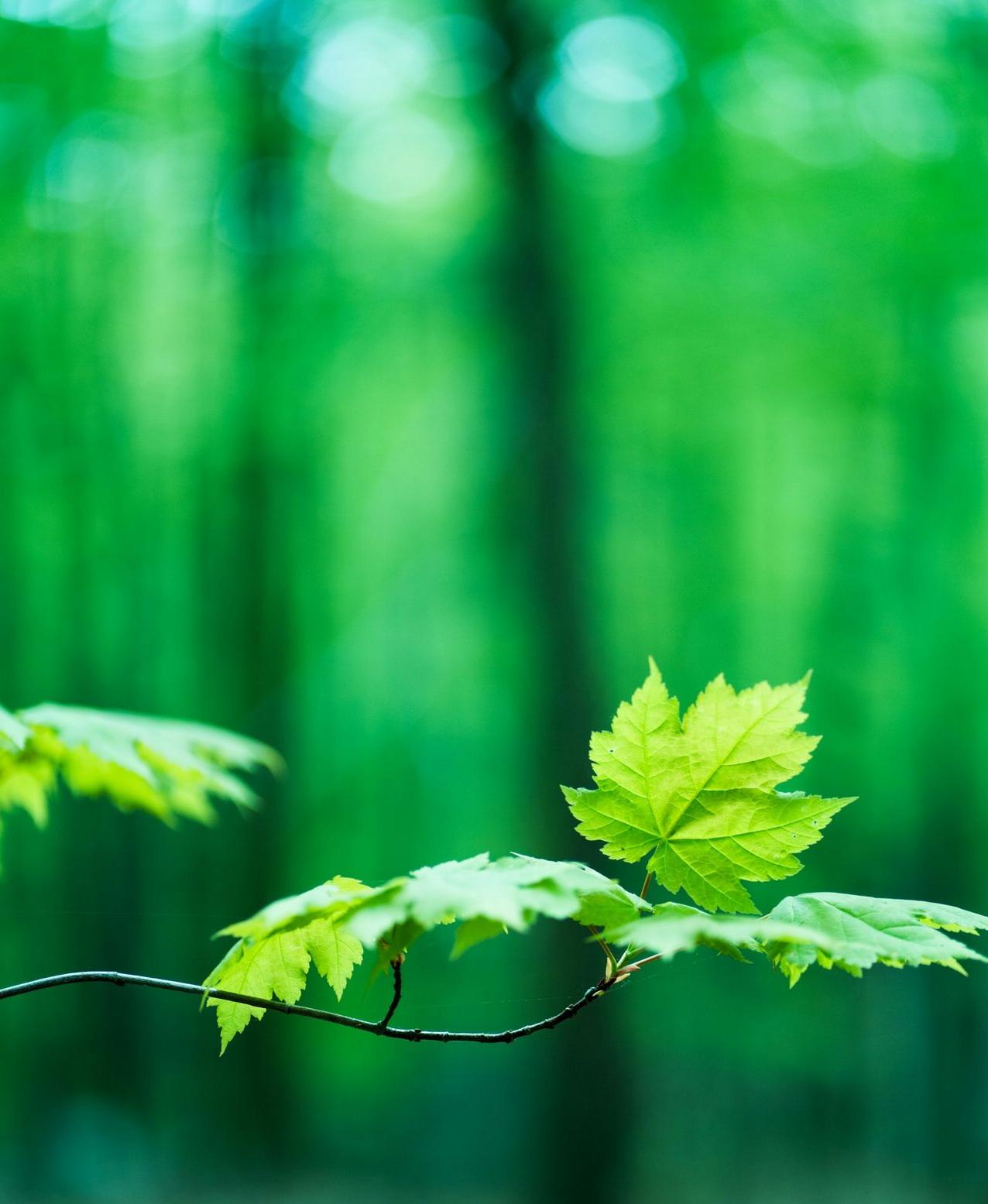 a green leaf on a branch in a forest